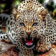 Дерзкие ягуары группа в Моем Мире.
