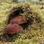 Сергей СТЕПАНЮК on My World.