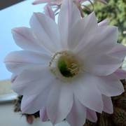 Olenka Coveted on My World.