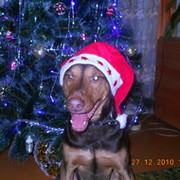 LORDIK DOBERMANS on My World.