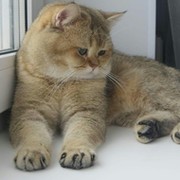 Ирина Антоненко on My World.