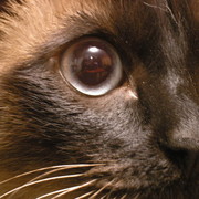 Светлана Иванова (Котова) on My World.