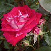 M@ri Элис on My World.