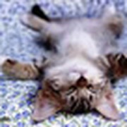 Ольга Алехина on My World.