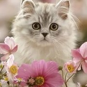 Тома Ковалёва on My World.